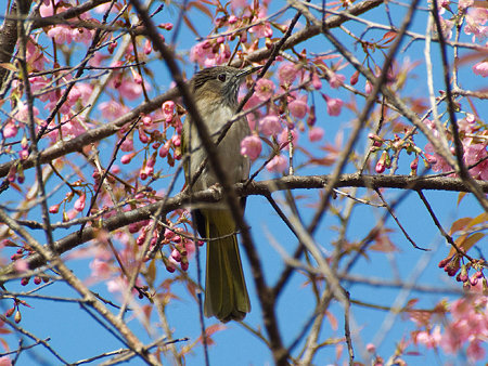 ミヤマヒヨドリ(Mountain Bulbul) IMGP57936_R(3)