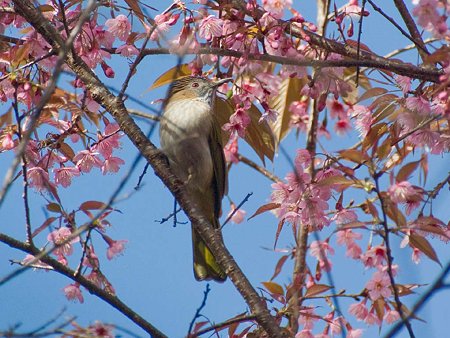 ミヤマヒヨドリ(Mountain Bulbul) IMGP57807_R(4)