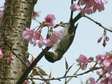 身元不明 IMGP58927_R