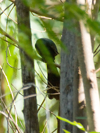 クロラケットオナガ(Racket-tailed Treepie) IMGP100481_R