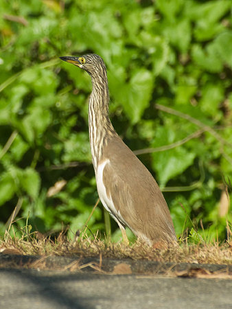 アカガシラサギ(Chinese Pond-heron) IMGP104498_R