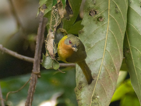 ホウアカコバシタイヨウチョウ(Ruby-Cheeked Sunbird) IMGP105495-3(R)_(NI)