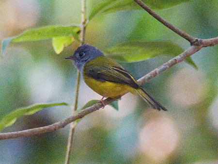 ハイムネヒタキ(Grey-headed canary Flycatcher) IMGP107576_R_(NI)