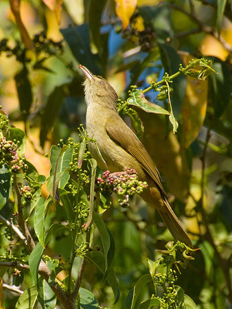 メジロヒヨドリ(Grey-eyed Bulbul) IMGP103664_R