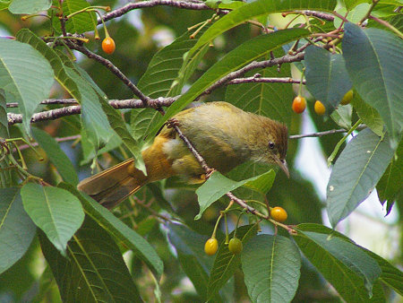 メジロヒヨドリ(Grey-eyed Bulbul) IMGP23962_R