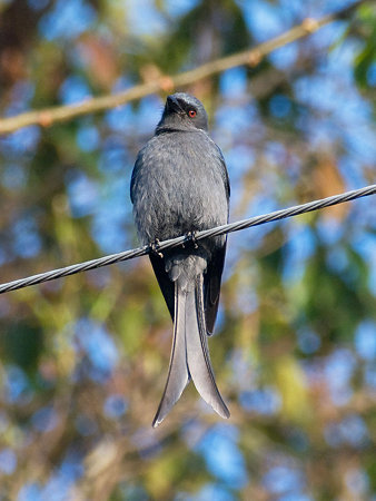 ハイイロオウチュウ(Ashy Drongo) IMGP102316_R