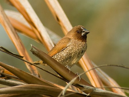 シマキンバラ(Scaly-breasted Munia) IMGP110431_R