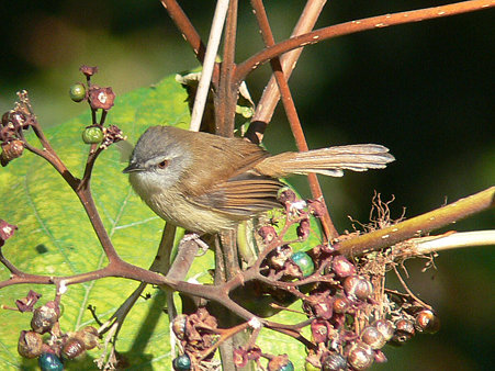 チャイロハウチワドリ(Rufescent Prinia) P1320228_R