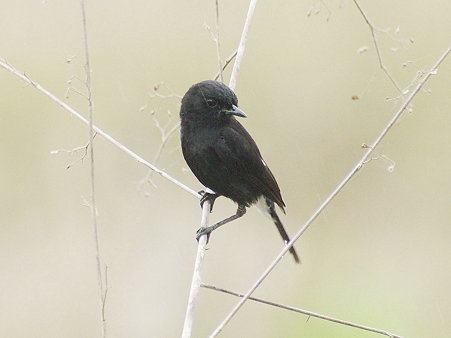クロノビタキ♂(Pied Bushchat) IMGP114532_R