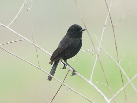 クロノビタキ♂(Pied Bushchat) IMGP114537_R