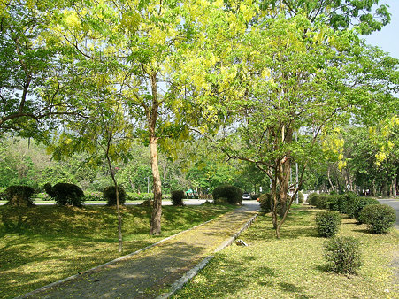 花いっぱいのチェンマイ(1) DSCN4867_R