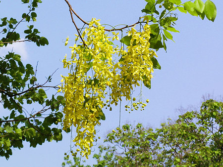 花いっぱいのチェンマイ(3) DSCN4869_R(LR)
