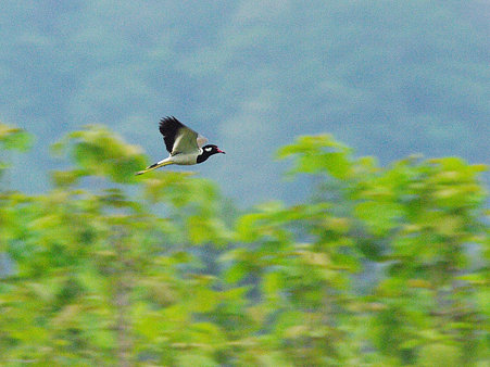 インドトサカゲリ(Red-wattled Lapwing) IMGP117149_R