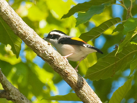 アカバネモズチメドリ♂(White-browed Shrike Babbler) IMGP102658_R2