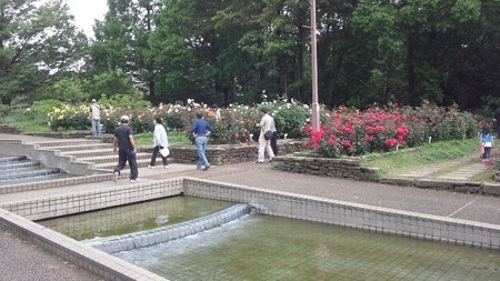 薔薇園