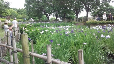 菖蒲