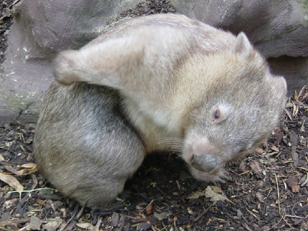 ウォンバット Common Wombat 0310 写真共有サイト フォト蔵