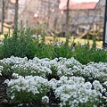 Photos: 104 中庭花壇2 08年4月27日撮影 by ホテルグリーンプラザ軽井沢