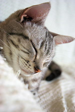 Zzzzzzz