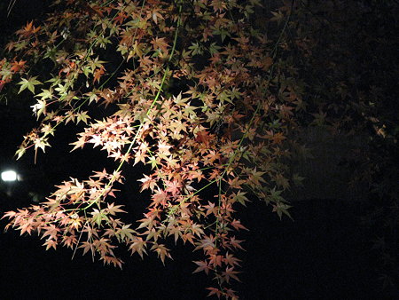 紅葉（ライトアップ）＠太田黒公園
