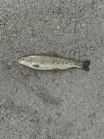 釣り堀で釣ったマス