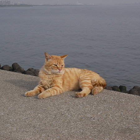 海の前の猫
