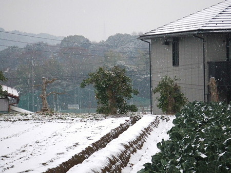 横浜に初雪