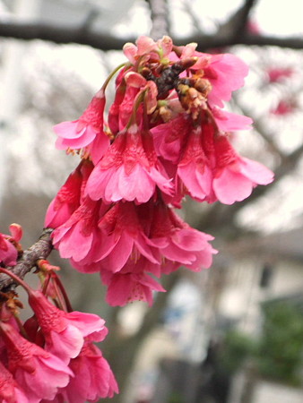 ヒカンザクラ（緋寒桜）