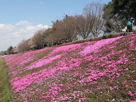 相模川の芝桜