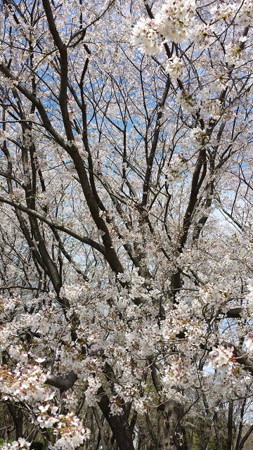 20140406_113544