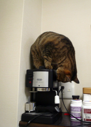 CAFFE04