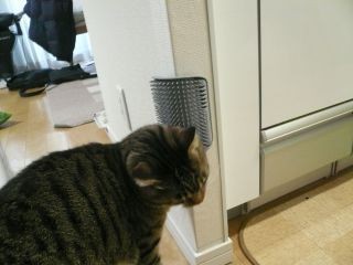 猫用クロス張替え07