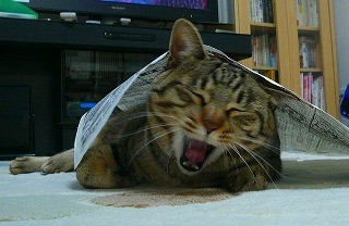 みーちゃんと新聞紙P1080445