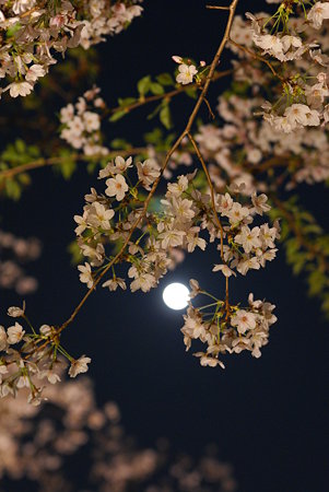 六本木・月と桜