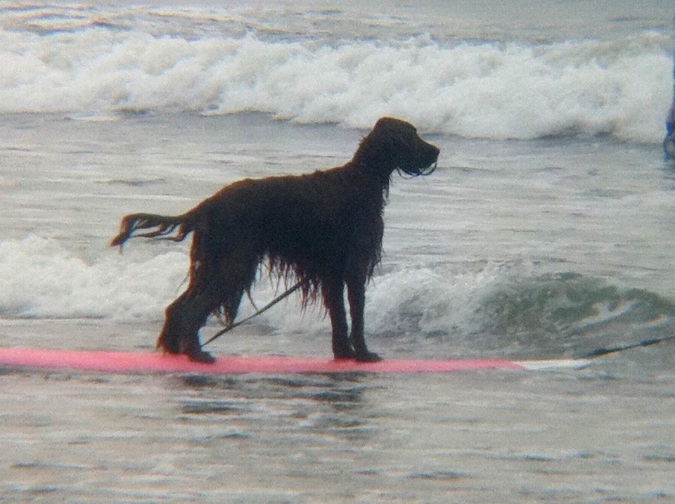 湘南・鵠沼海岸のサーフィン犬 #湘南 #藤沢