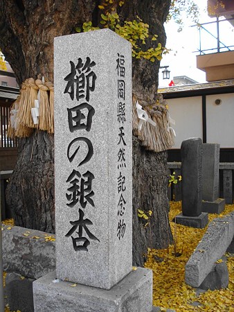 福岡の紅葉スポット～櫛田神社: 路傍の花たち
