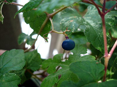20080829_03