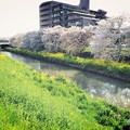 桜と菜の花と川と(2)