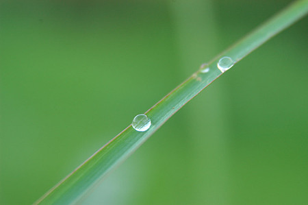 朝露を集めて1
