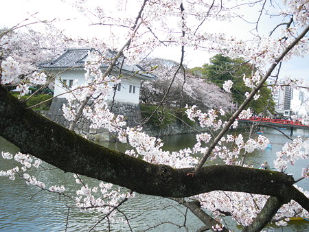小田原城址公園の桜