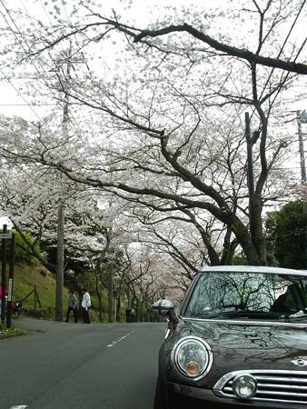 桜のトンネルとミニ
