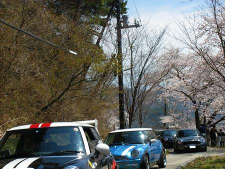 桜のトンネルとMINI２JPG