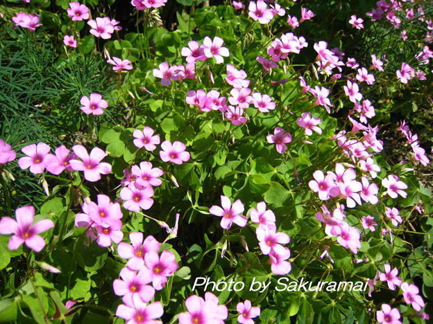 道端のピンクの花 写真共有サイト フォト蔵
