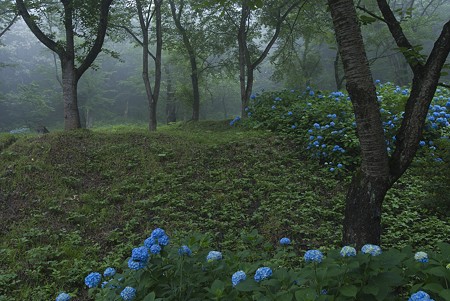 紫陽花と木
