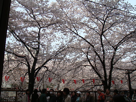 店内からの桜@Dall’orto