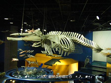 DSCF2738_pa