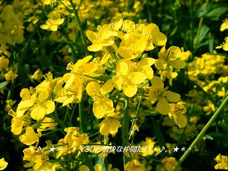 DSCF2924_pa