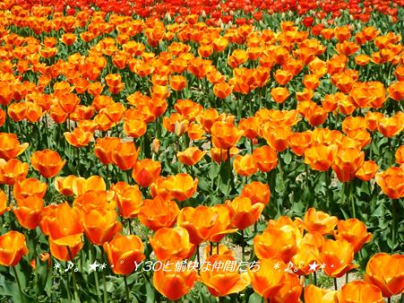 DSCF8084_pa