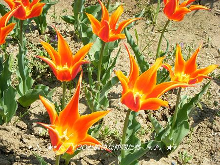 DSCF8072_pa