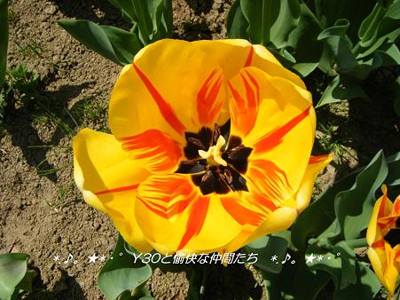 DSCF8008_pa